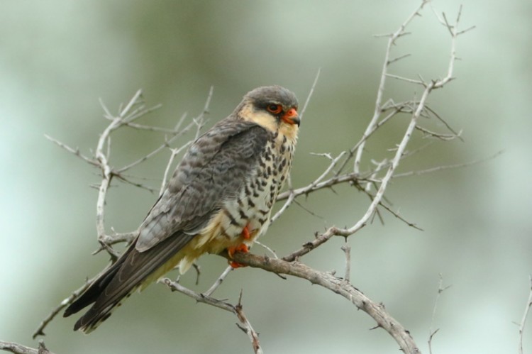 A Female Amur Falcon near Sirheni Bushveld Camp (Kruger National Park)