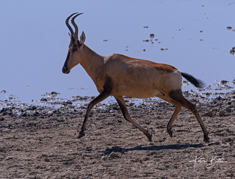 Hartebeest Cow Canter.jpg