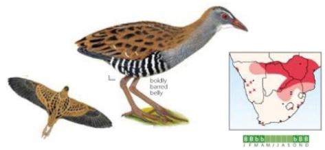 African Crake.jpg