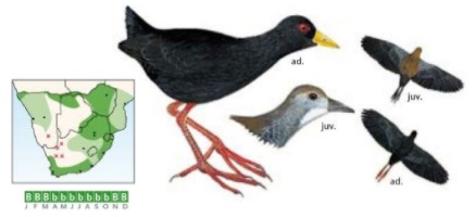 Black Crake.jpg