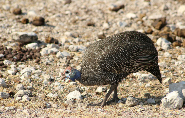 Etosha Numida meleagris papillosus.jpg