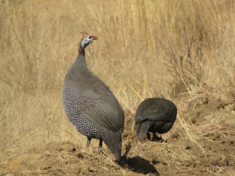 Rietvlei Numida meleagris coronatus.jpeg