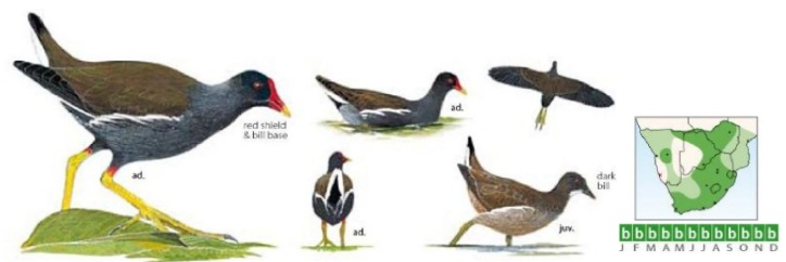 Common Moorhen.jpg