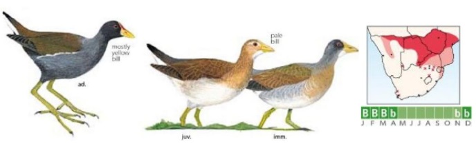 Lesser Moorhen.jpg