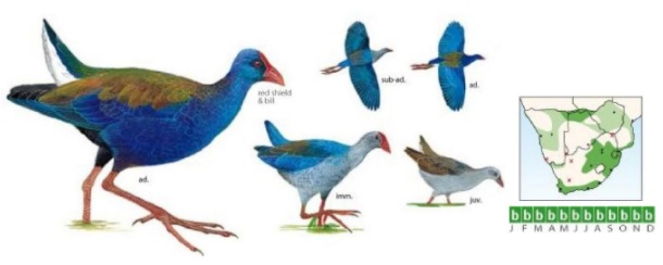 African Swamphen.jpg