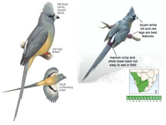 White-backed Mousebird.jpg