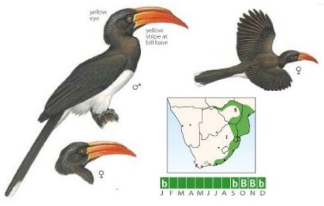 Crowned Hornbill.jpg