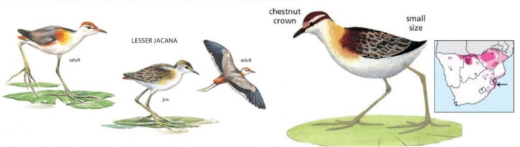 Lesser Jacana.jpg
