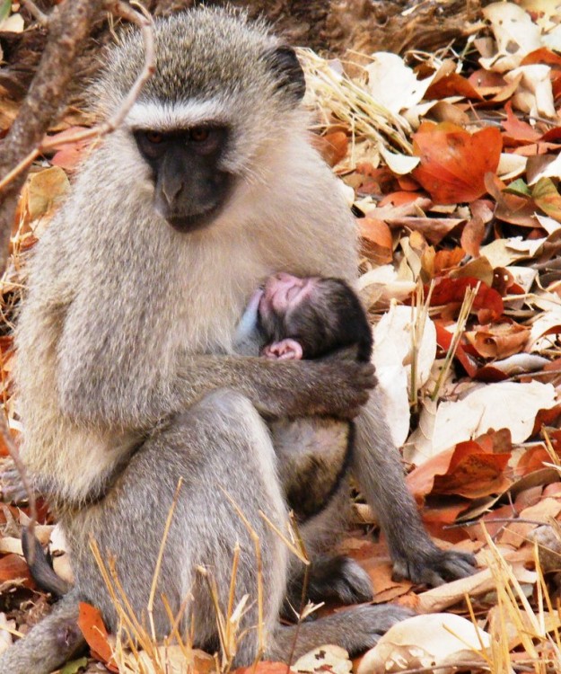 8. offspring.jpg
