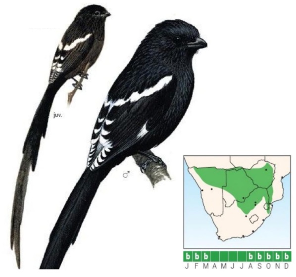 Magpie Shrike.jpg