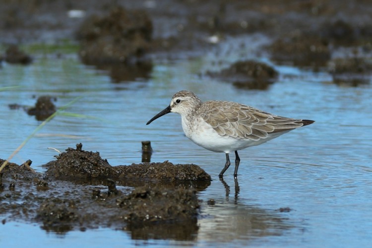 Curlew Sandpiper.JPG