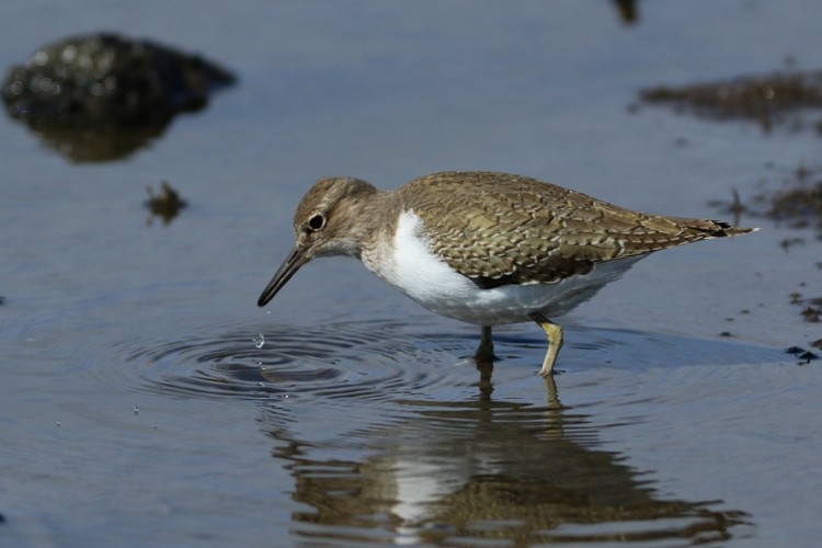 Common Sandpiper.JPG