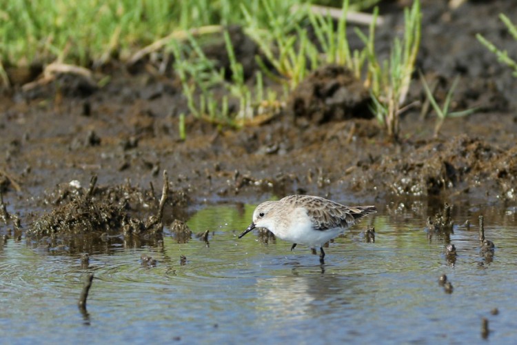 Little Stint.jpg