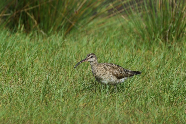 Whimbrel.jpg