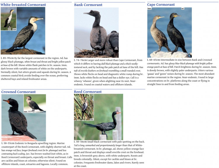 Cormorants.jpg
