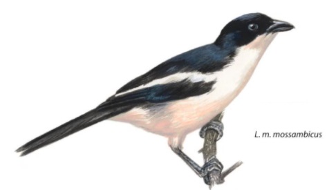 Tropical Boubou.jpg