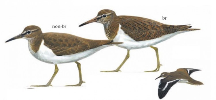 Common Sandpiper.jpg