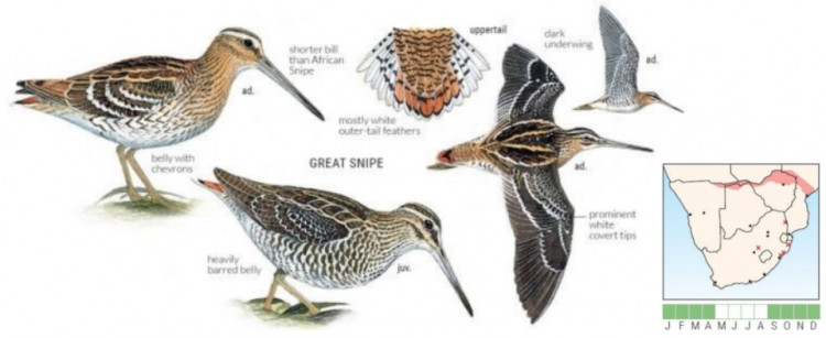 Great Snipe.jpg