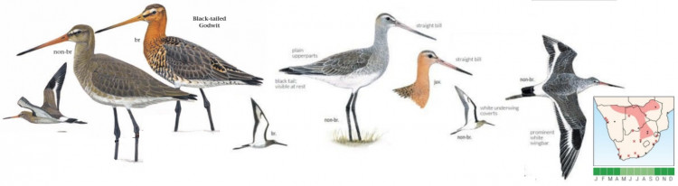 Black-tailed Godwit.jpg