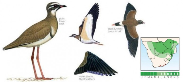 Bronze-winged Courser.jpg