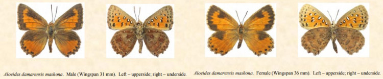 Aloeides damarensis mashona.jpg