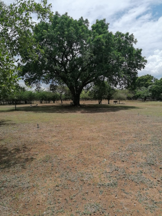 IMG-20201213-WA0000.jpg