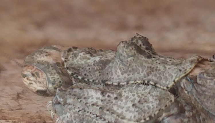 Tarachodes sanctus pronotum.jpg
