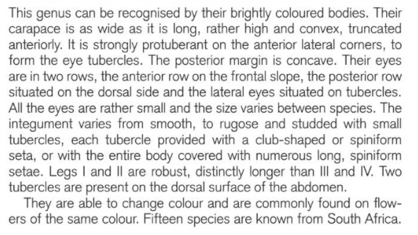 Thomisus - A. Dippenaar-Schoeman Field Guide to South African Spiders.jpg