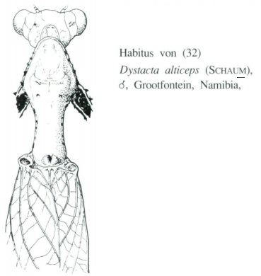 Dystacta alticeps Kaltenbach.jpg