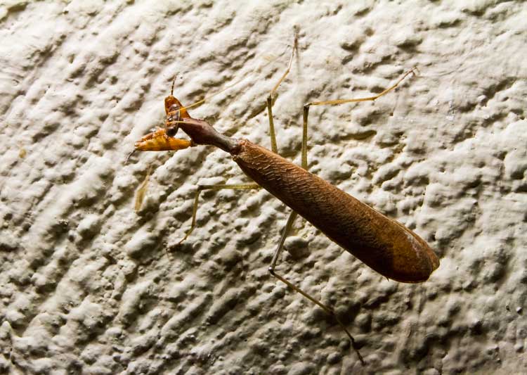Dystacta alticeps Mopani camp.jpg