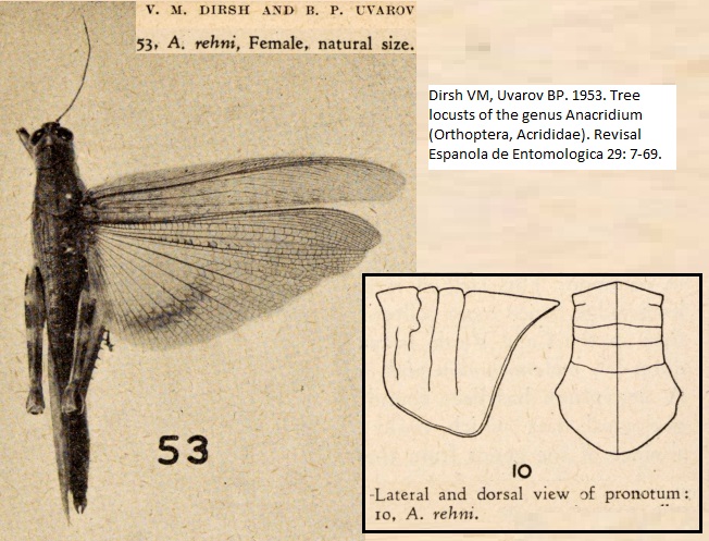 Anacridium rehni Dirsh Uvarov.jpg