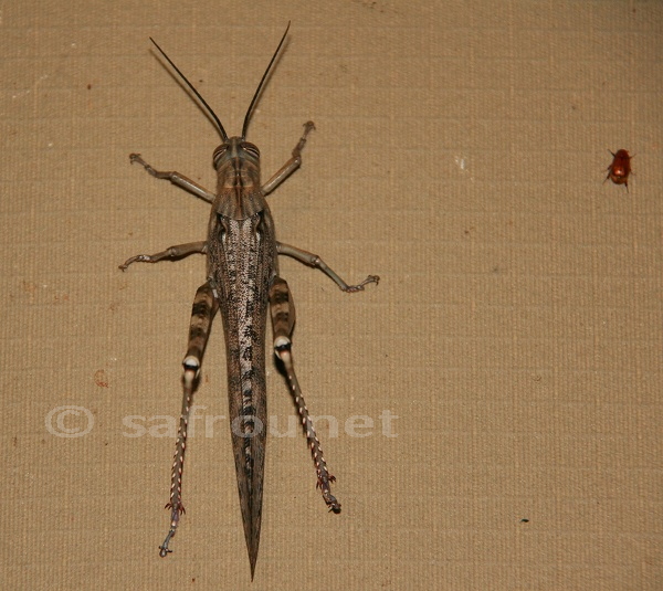 Anacridium.jpg