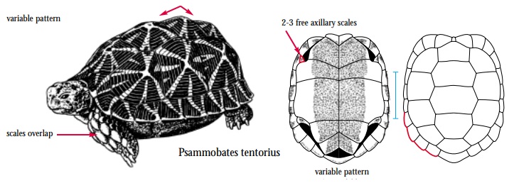 Psammobates tentorius.jpg