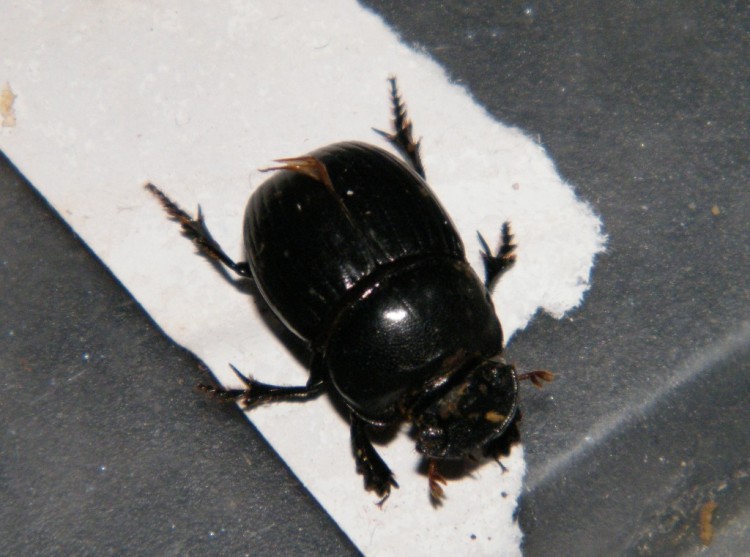 Copris sp.jpg