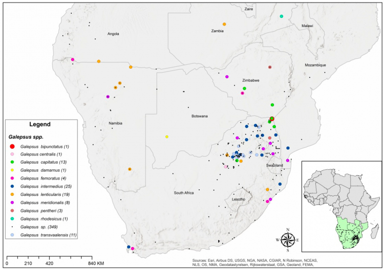 Galepsus distribution map.png