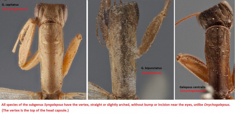 Galepsus photos.jpg