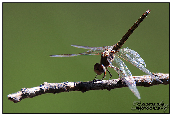 Trithemis kirbyi Orange-winged Dropwing old female.jpg