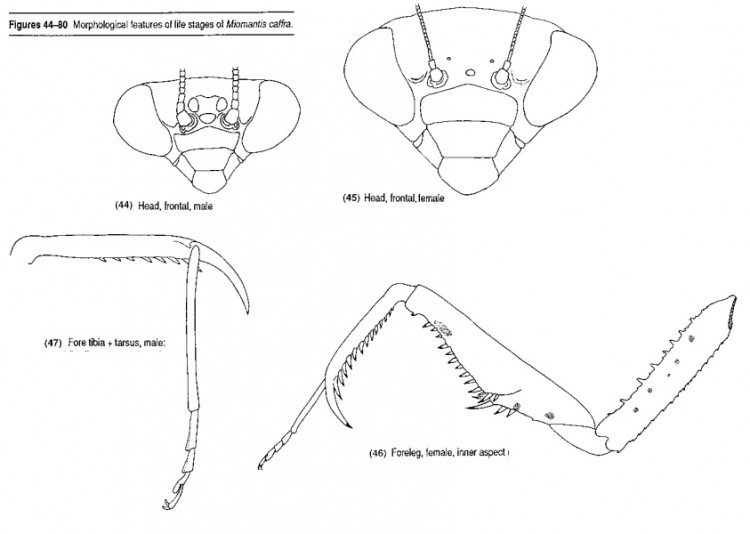 Miomantis caffra.jpg