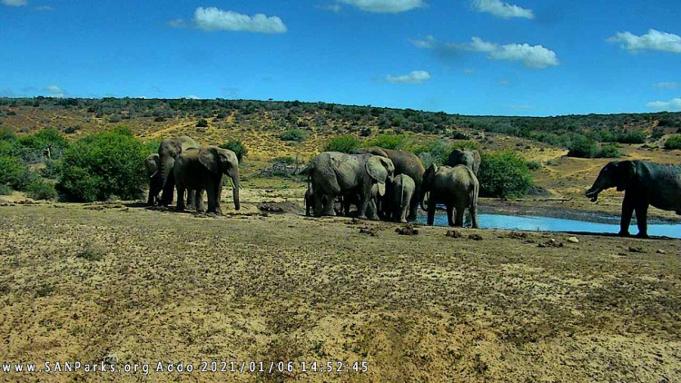 addo (2).jpg
