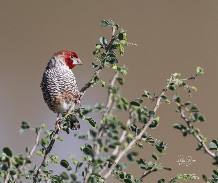 Redheaded Finch.jpg