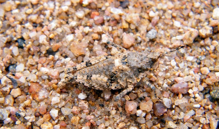 C. hemipterus.jpg