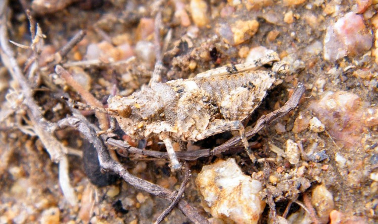 Chrotogonus hemipterus.jpg