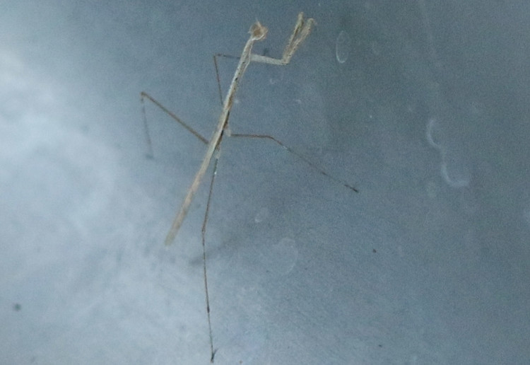 same Mantid, still blurry