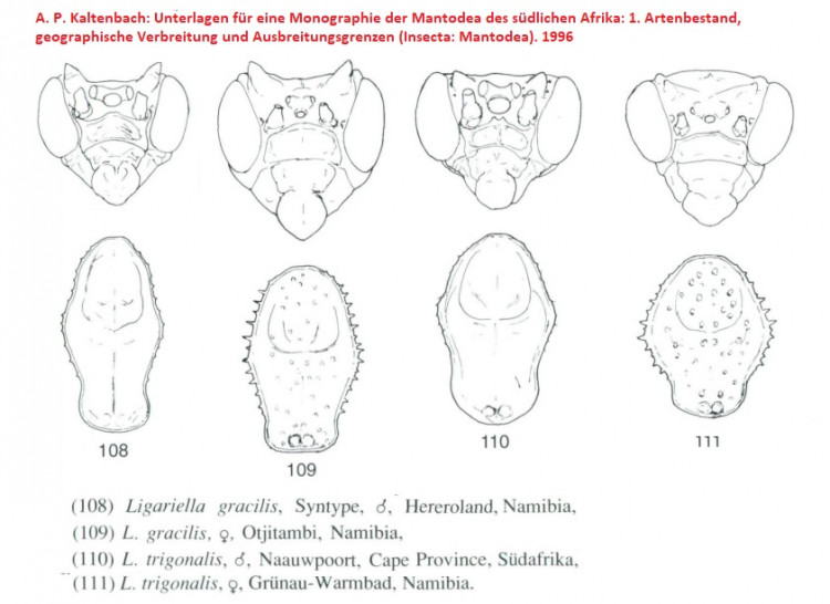 Ligariella - Kaltenbach 1996.jpg