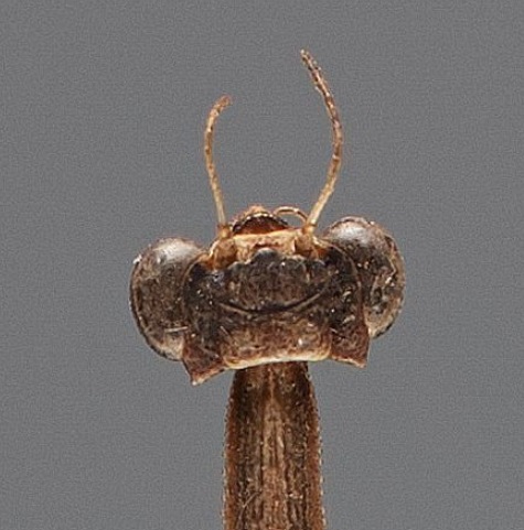 head.jpg