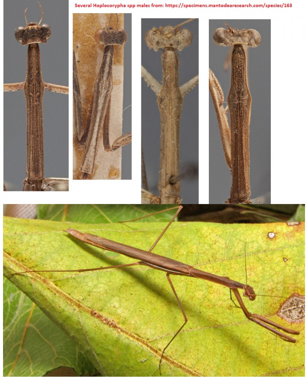 Hoplocorypha spp.jpg