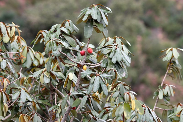 Stamvrug Englerophytum magalismontanum.jpg