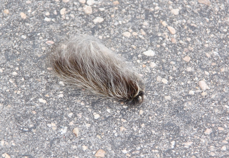 Monkey Moth Caterpilar - Satara