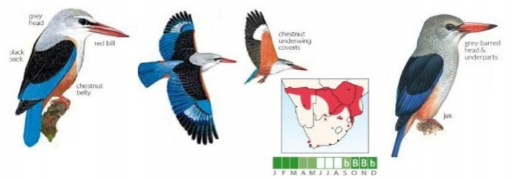 Grey-headed Kingfisher.jpg