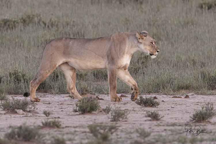 Pre Sunrise Visitor.jpg